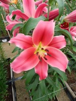 [5515 PO15 Ria No02.JPG]